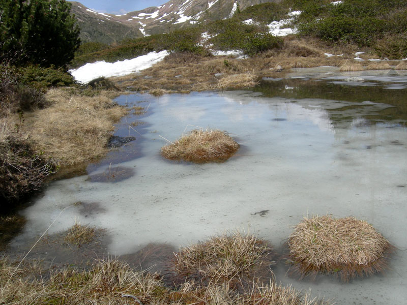 habitat......con uova, rane e tritoni