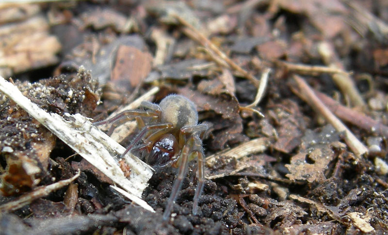 Amaurobius sp.