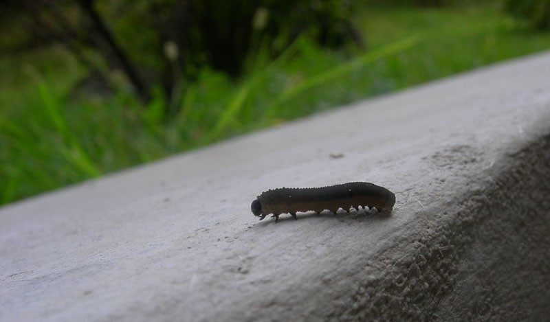 larva.......di Symphyta