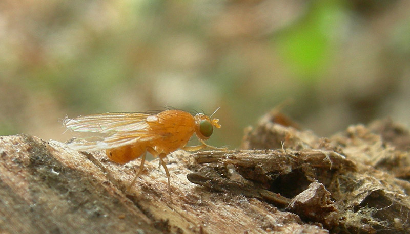 Lauxaniidae: cfr. Sapromyza sp.