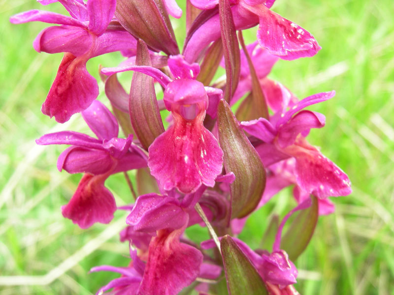 Dactylorhiza sambucina.......Rovereto (TN)