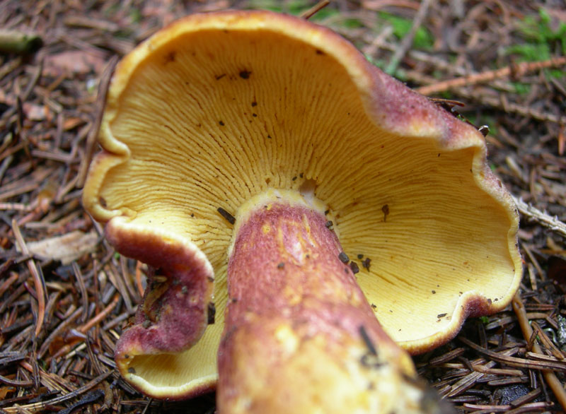 Tricholomataceae - Monte Bondone (TN).