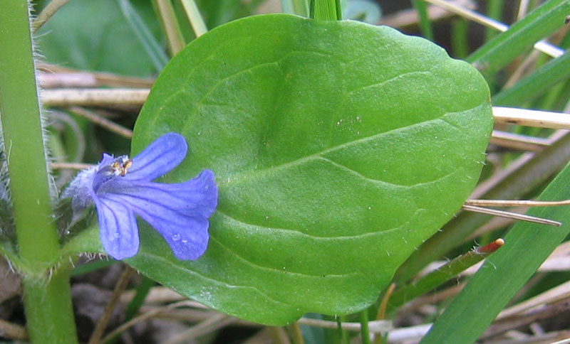 Ajuga reptans