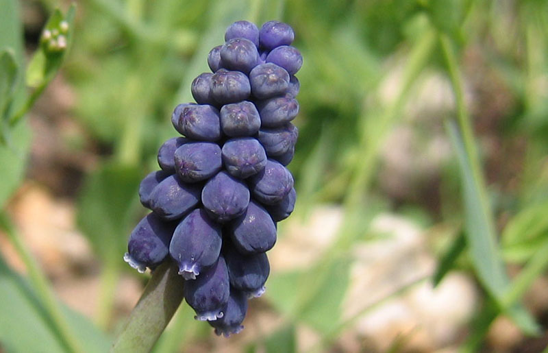 Ravina....Muscari neglectum