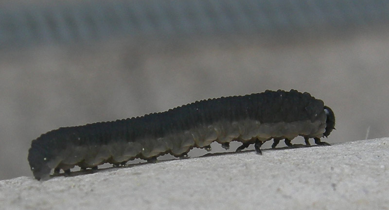 larva.......di Symphyta