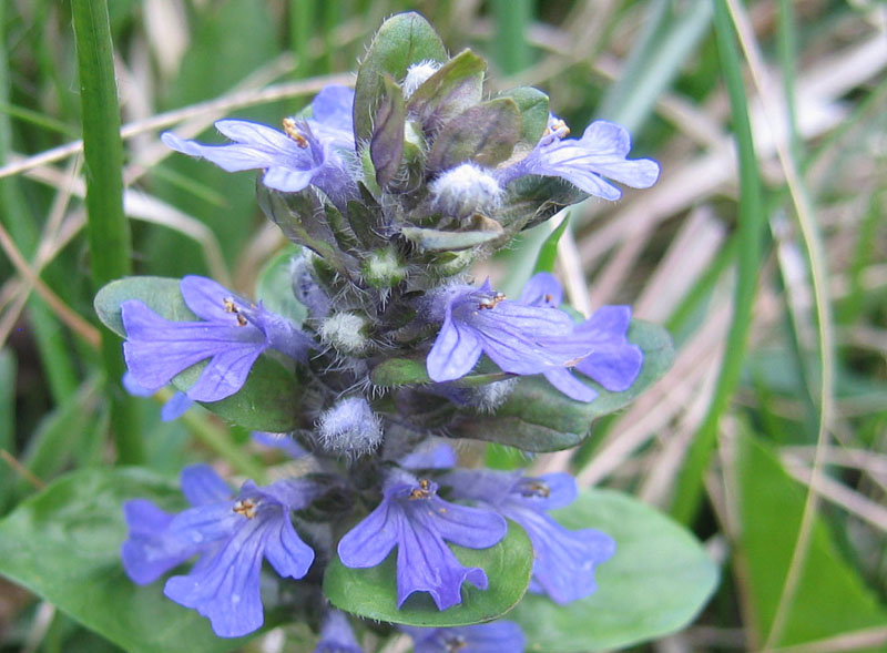 Ajuga reptans