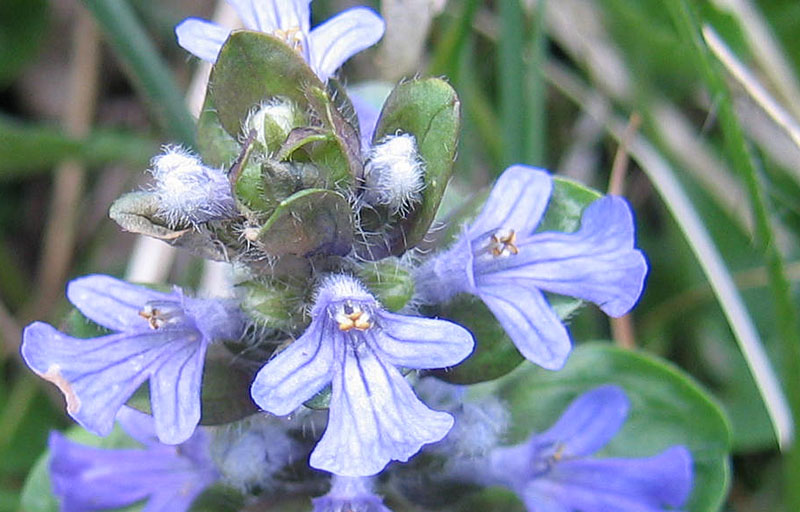 Ajuga reptans