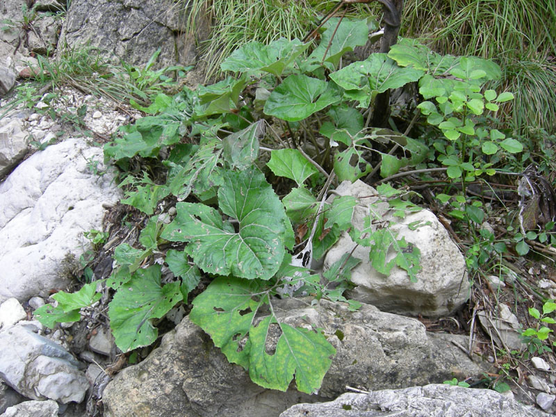 Larva di Tenthredinidae (forse Tenthredo marginella)