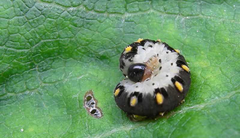 Larva di Tenthredinidae (forse Tenthredo marginella)