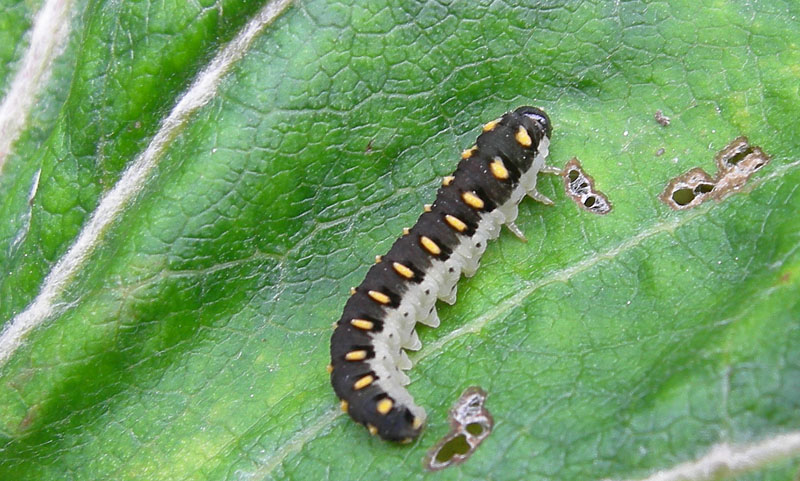 Larva di Tenthredinidae (forse Tenthredo marginella)