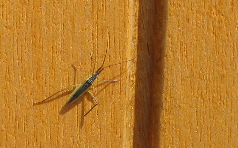 Miridae: Notostira sp. del Trentino