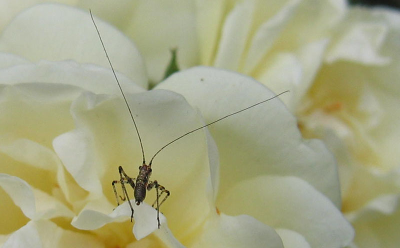 Gryllomorpha dalmatina (Gryllidae)