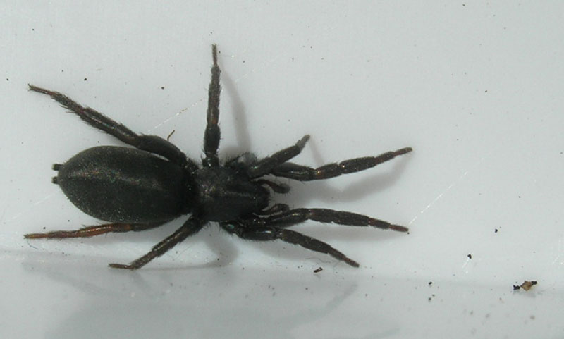 Gnaphosidae