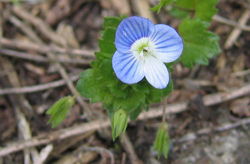 Veronica persica / Veronica comune