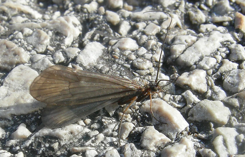 Limnephilidae