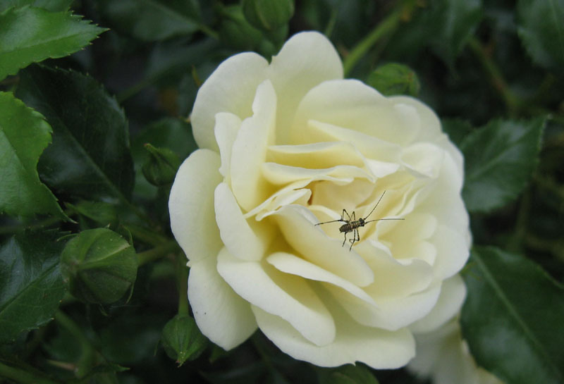 Gryllomorpha dalmatina (Gryllidae)