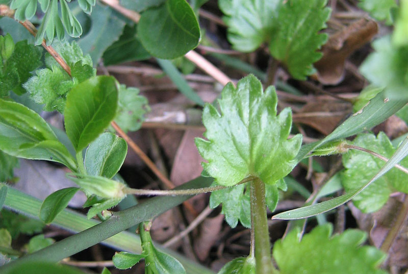 Veronica persica / Veronica comune