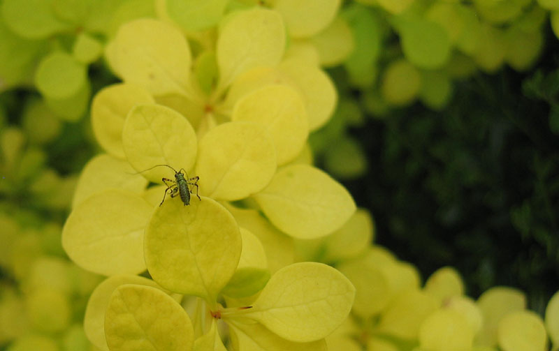 Gryllomorpha dalmatina (Gryllidae)