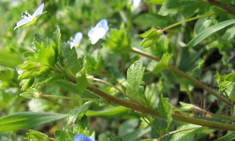 Veronica persica / Veronica comune