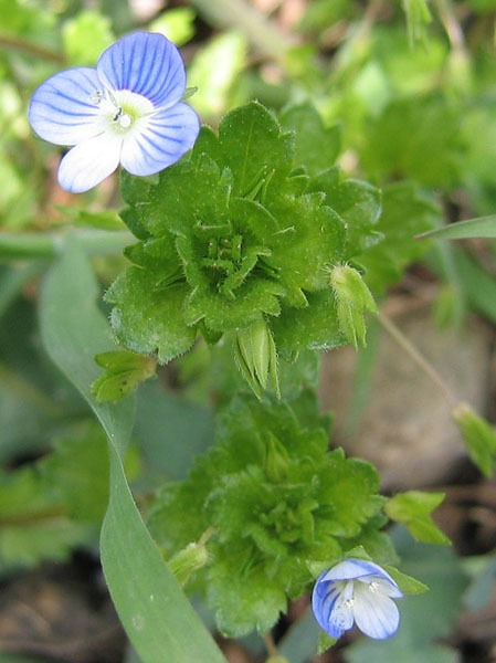 Veronica persica / Veronica comune