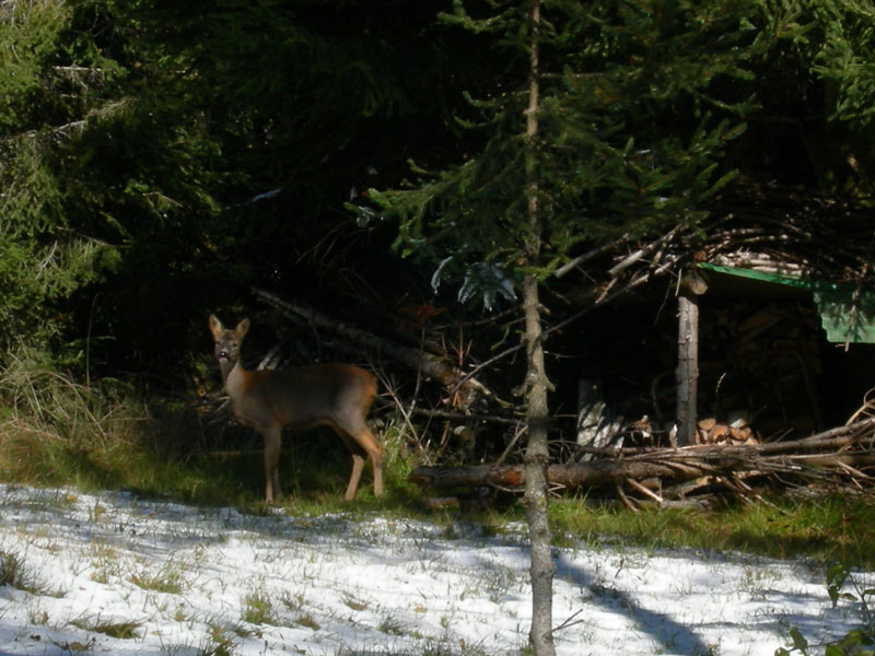 neve....sopra i 1350 m.