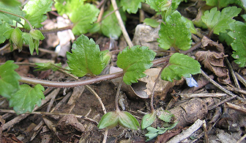 Veronica persica / Veronica comune