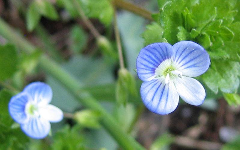 Veronica persica / Veronica comune