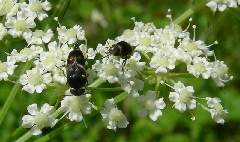 c'' posto per tanti:Cerambycidae, Buprestidae, Mordellidae .