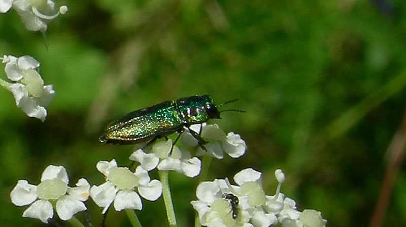 c'' posto per tanti:Cerambycidae, Buprestidae, Mordellidae .