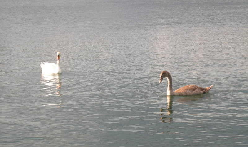 sono la stessa specie ? Cygnus olor ?