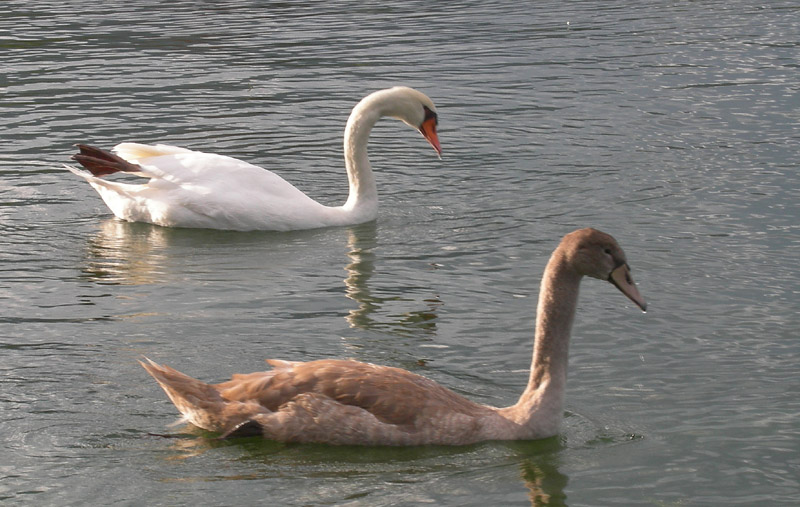 sono la stessa specie ? Cygnus olor ?