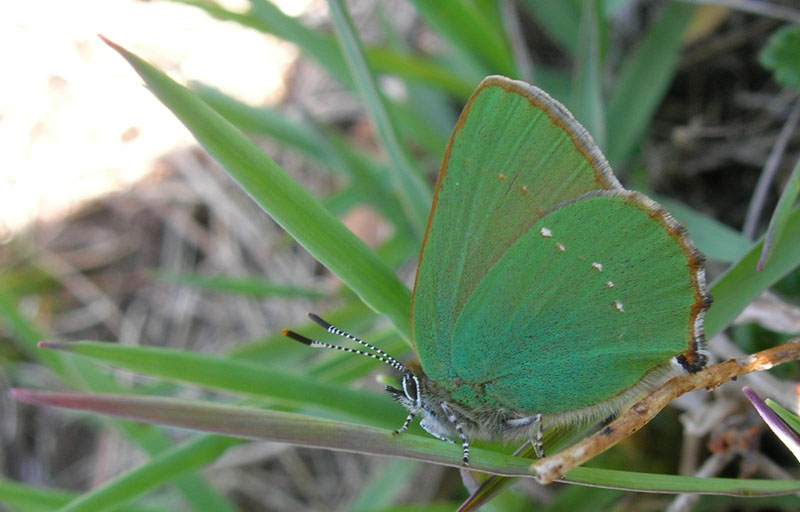 Callophrys rubi - Lycaenidae.........dal Trentino