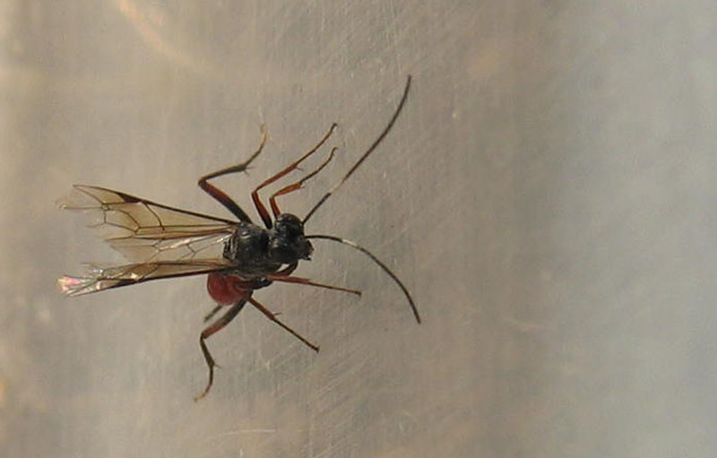 Ichneumonidae probabilmente Cryptinae