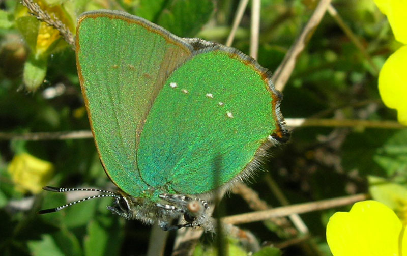 Callophrys rubi - Lycaenidae.........dal Trentino