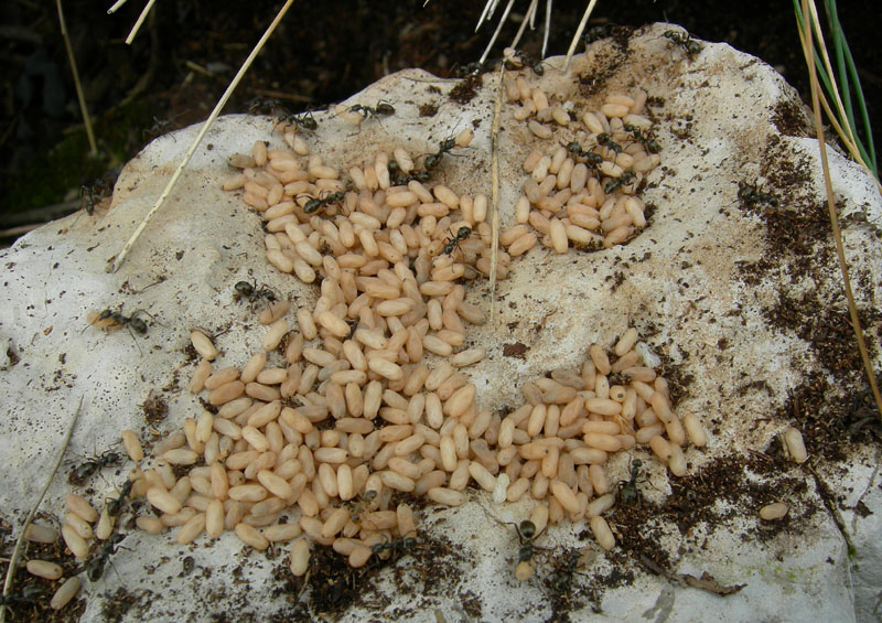 formiche ed uova (adulti e bozzoli di Formica sp.)