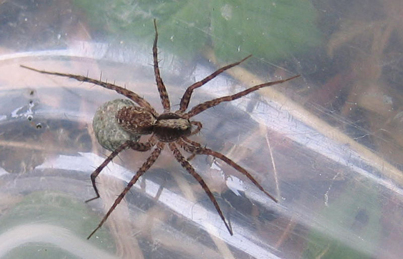 Pardosa sp.