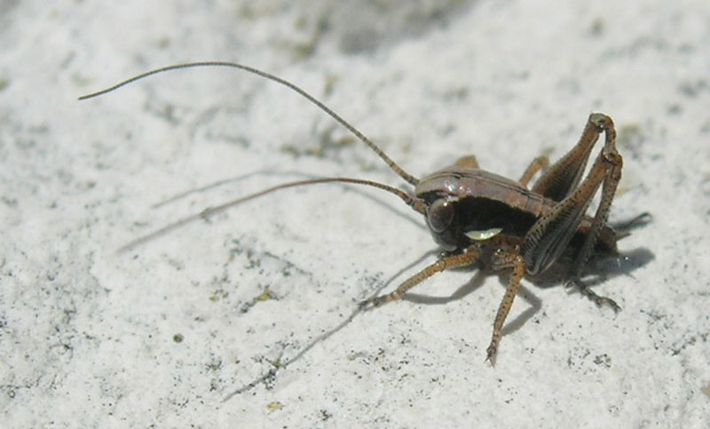 Neanide di Tettigoniidae