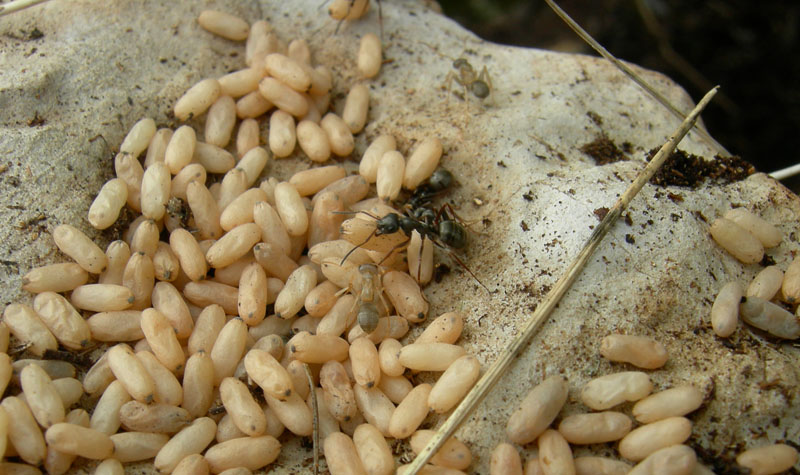 formiche ed uova (adulti e bozzoli di Formica sp.)