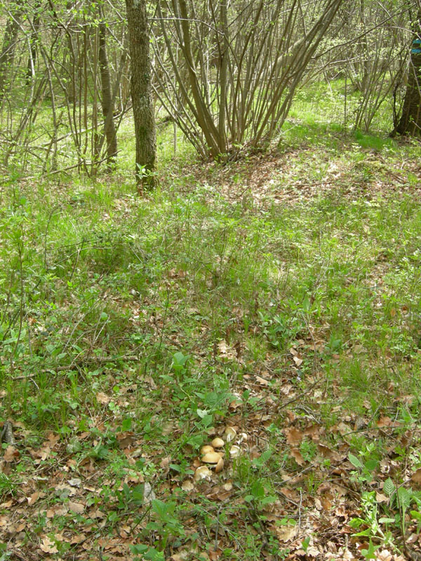 Calocybe gambosa