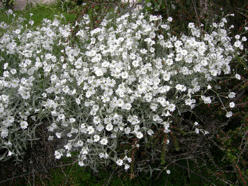 Cerastium tomentosum