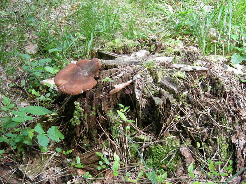 Tapinella (Paxillus)