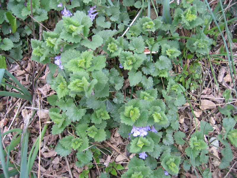 Ravina.....Glechoma hederacea