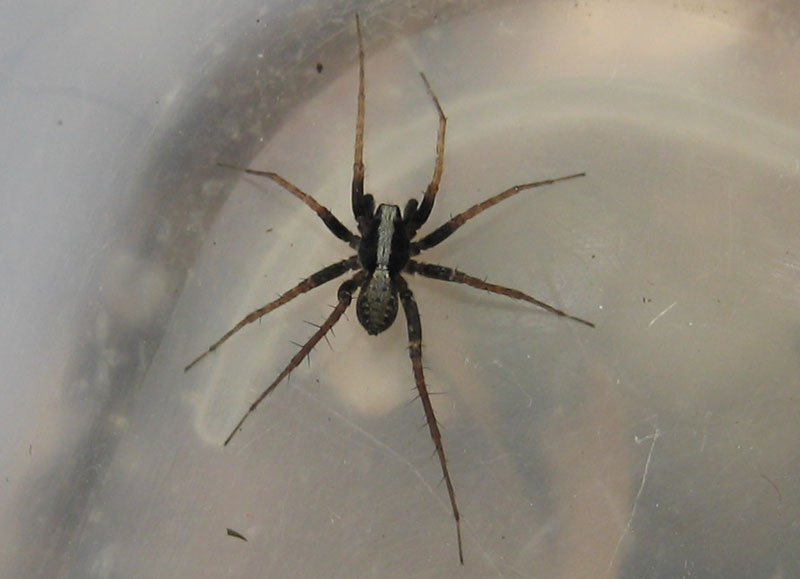 Pardosa sp.