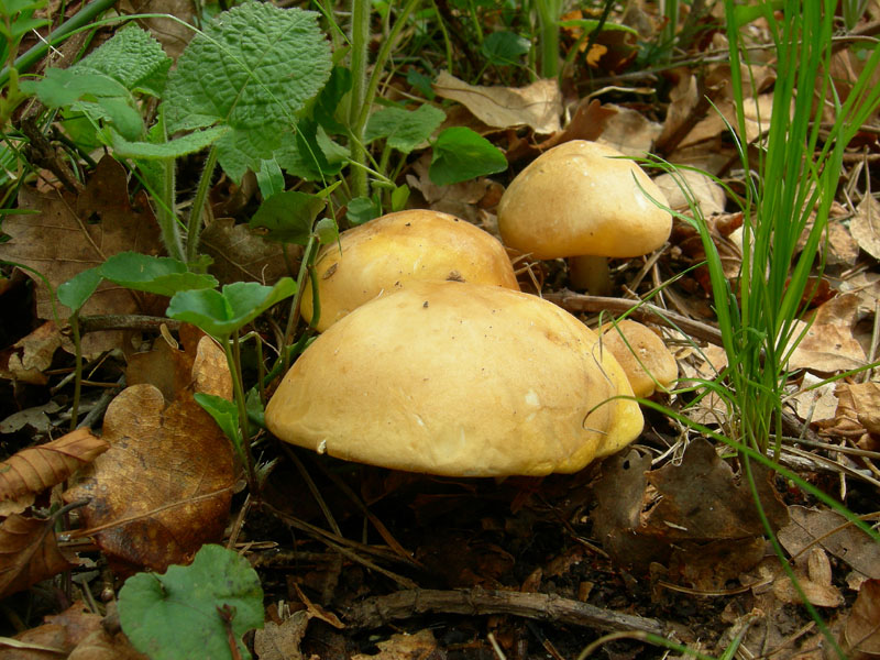 Calocybe gambosa