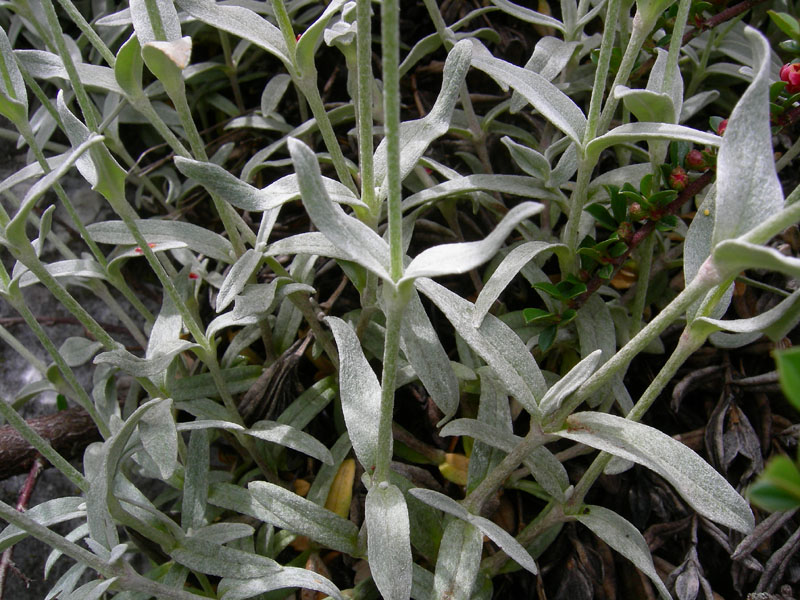 Cerastium tomentosum