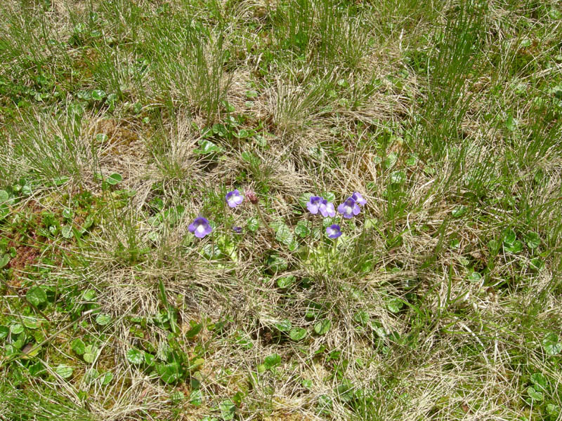 Pinguicula vulgaris