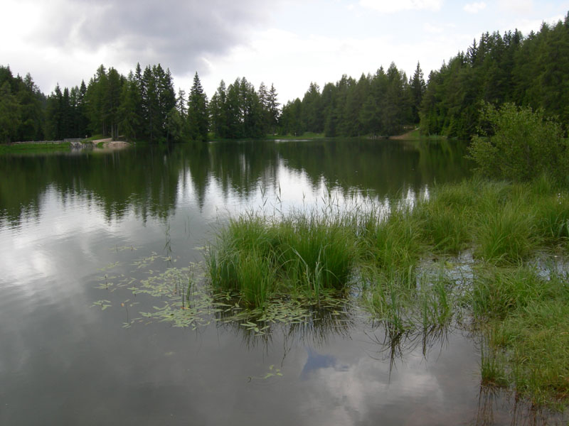 Persicaria amphibia  (=Polygonum amphibium) / Poligono anfibio