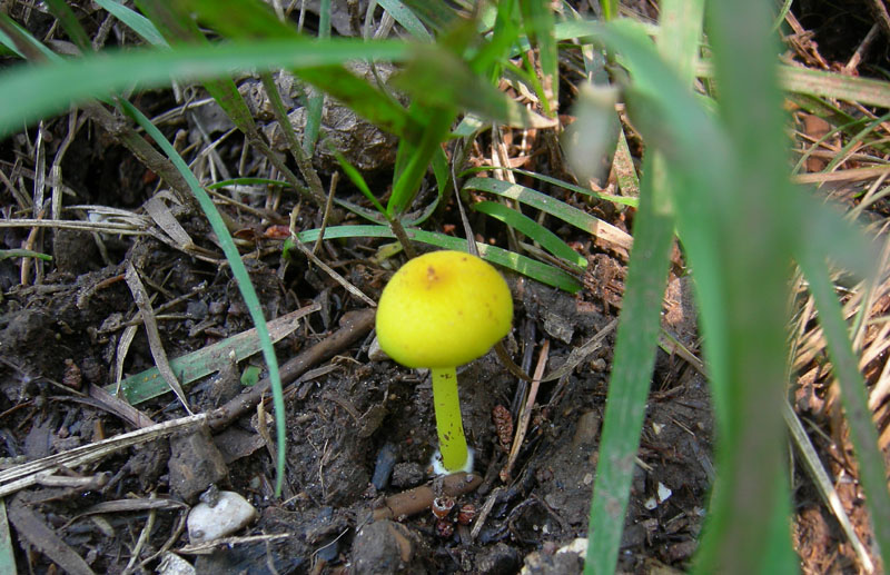 Entoloma incanum