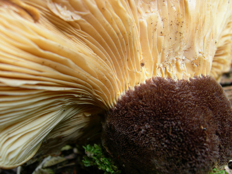 Tapinella (Paxillus)