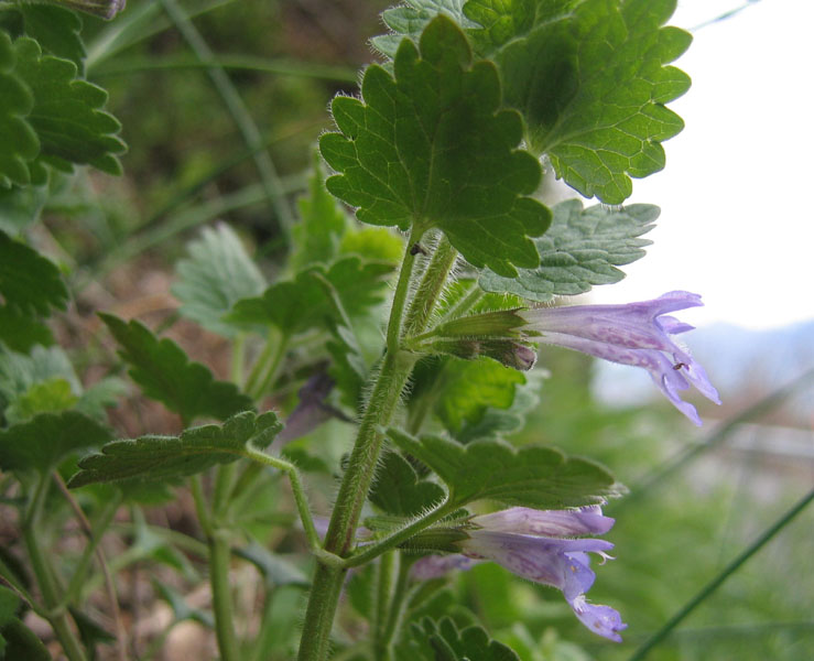 Ravina.....Glechoma hederacea